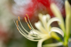 天界に咲く花