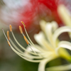 天界に咲く花