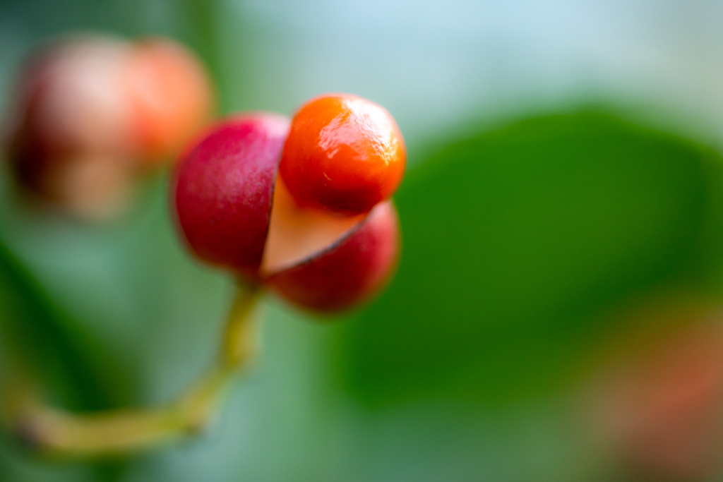 紅い実をどうぞ