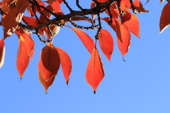 桜葉