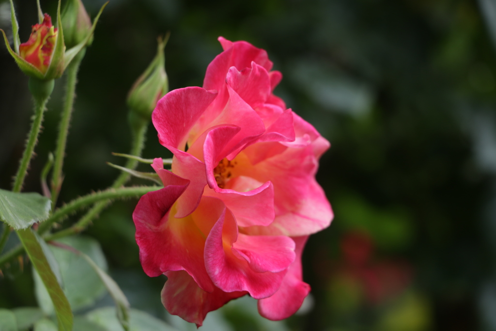 「JACOB'S ROSE」
