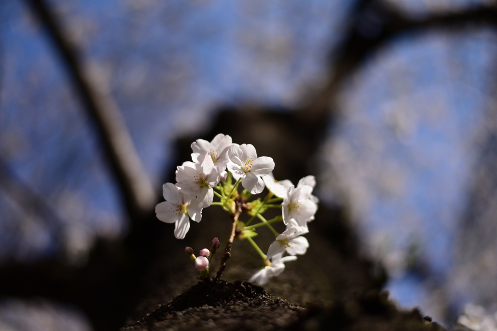桜