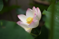法華寺蓮
