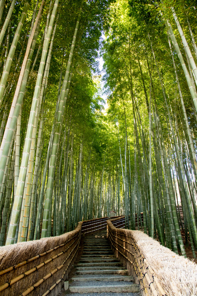 竹林の小径