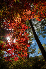 輝く紅葉