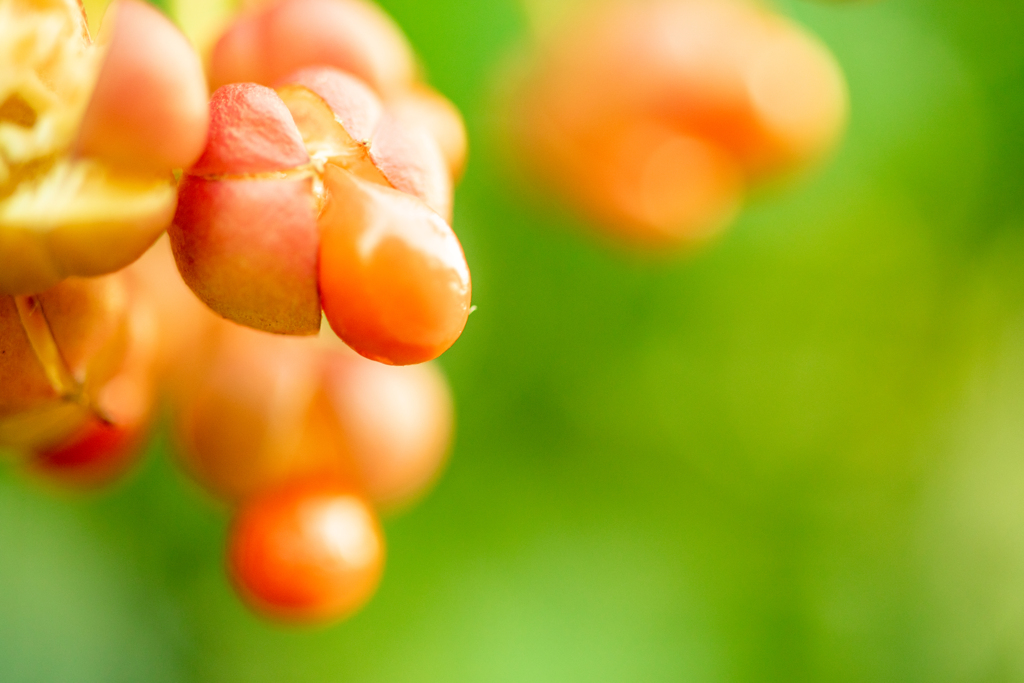 紅い実