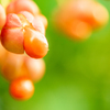 紅い実