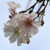 彼岸桜（１）