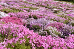 芝桜畑