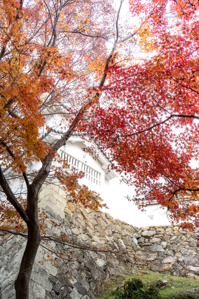 石垣紅葉