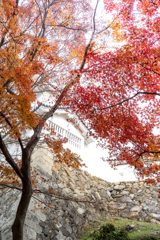 石垣紅葉