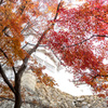 石垣紅葉