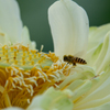働き蜂