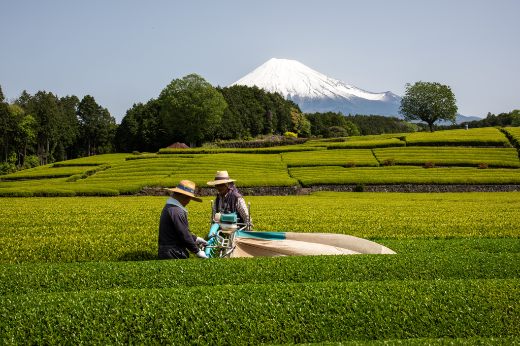 夏も近づく