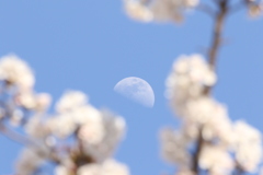 花と月