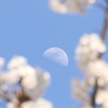 花と月