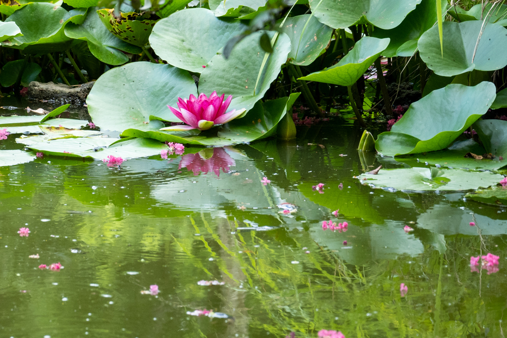 花散る水辺