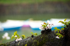 春雨