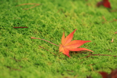 紅一葉