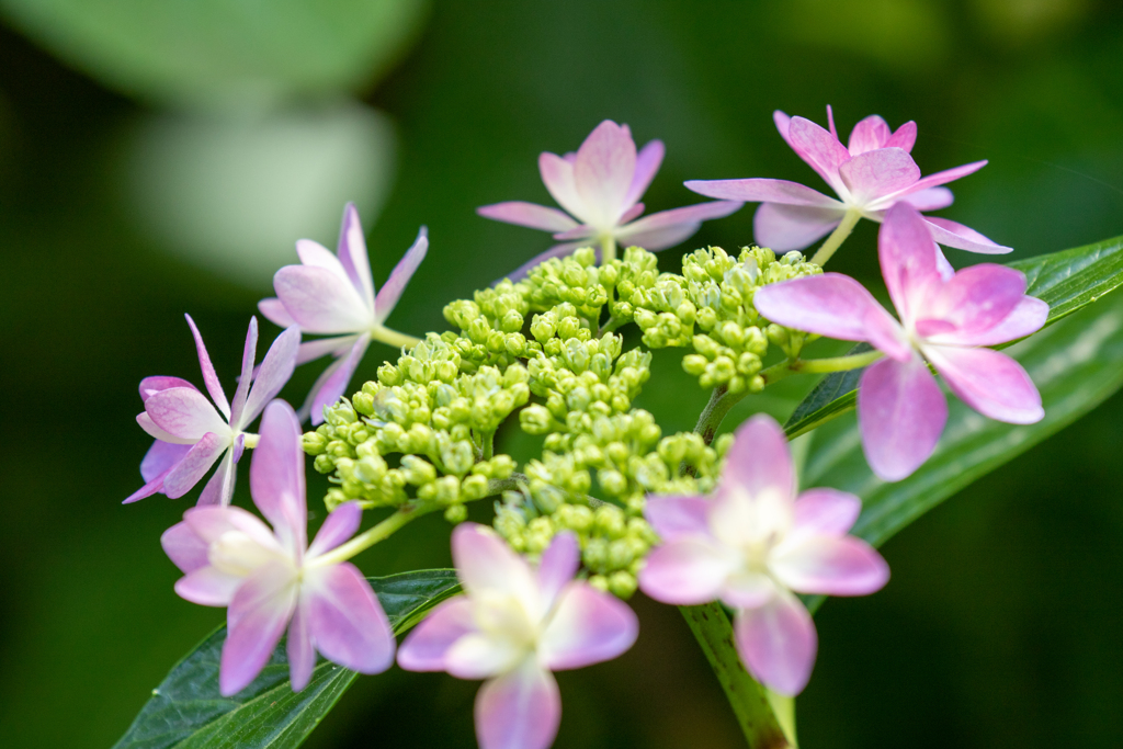 花冠