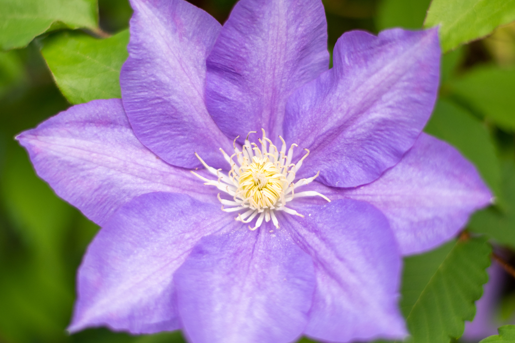 この花を見て喜んだ旅人の姿が目に浮かぶ