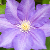 この花を見て喜んだ旅人の姿が目に浮かぶ