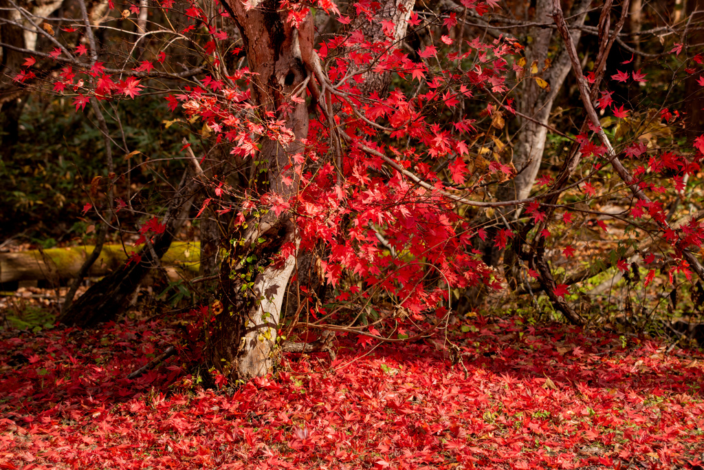 紅絨毯