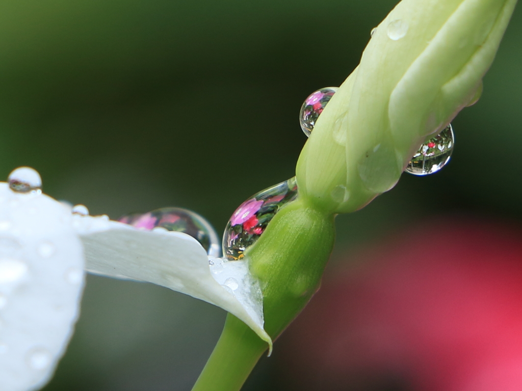 雨の贈り物