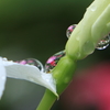 雨の贈り物