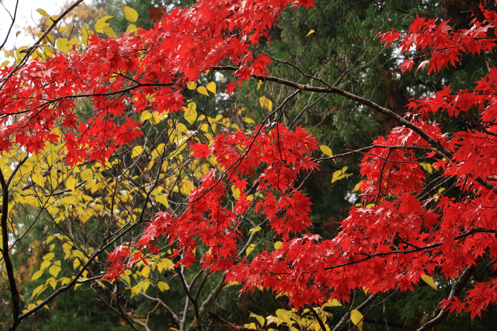 雨の紅葉