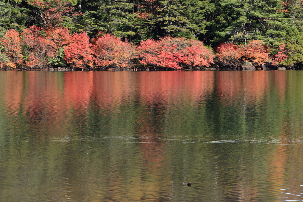 紅葉