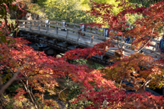 秋の猿橋