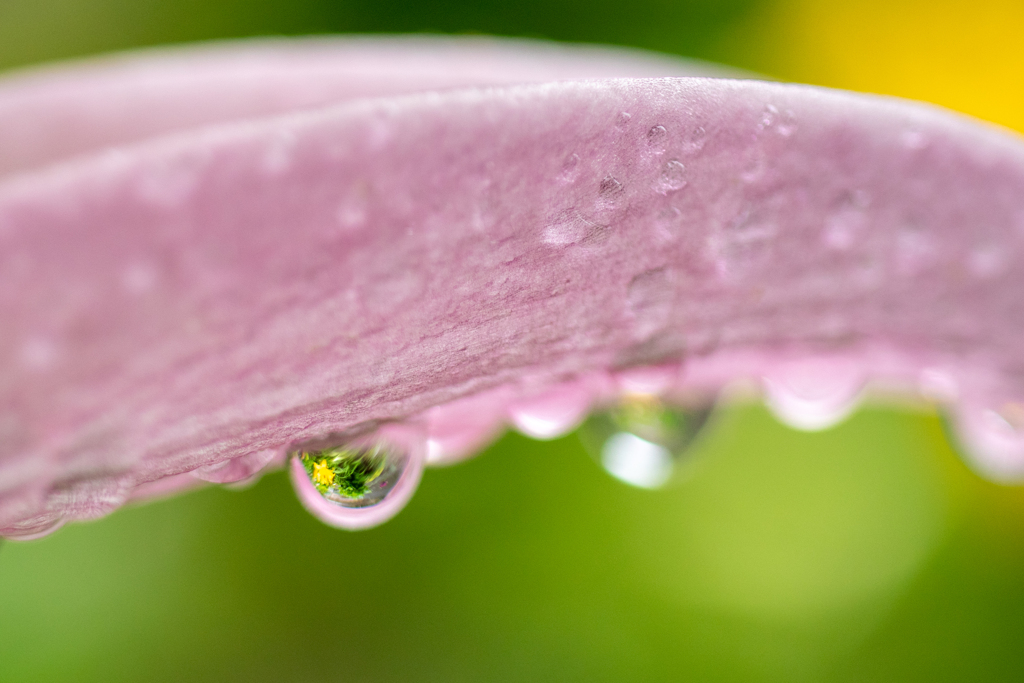 露の花