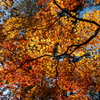 輝く紅襖
