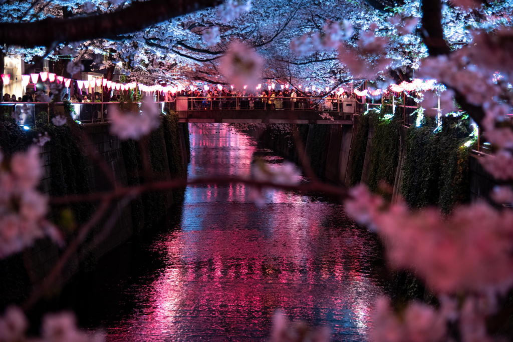 一年前の思い出「夜桜」