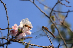 蜂と蜻蛉