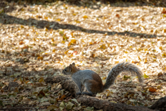 コヨーテならぬリスのお出迎え
