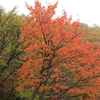 紅葉狩り