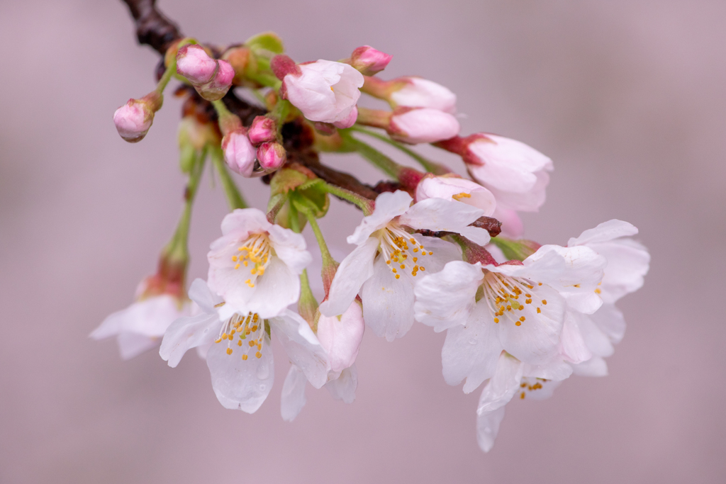 桜花