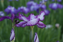 花菖蒲　白紫