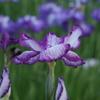 花菖蒲　白紫