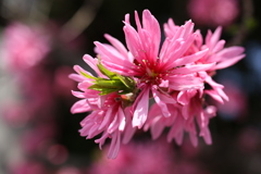 菊桃