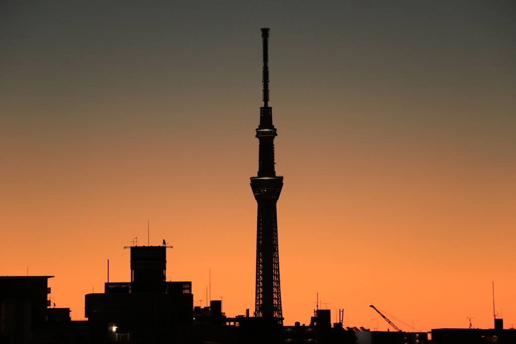 夜明けのスカイツリー