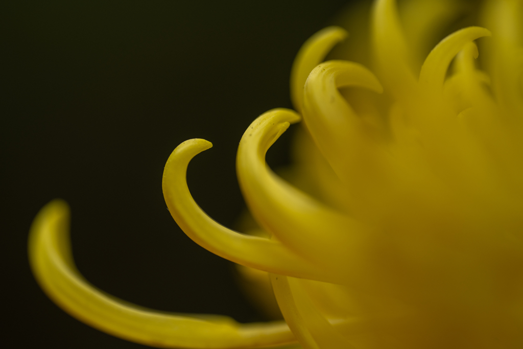 花びら