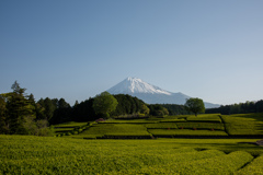 緑の畝と透き通る空