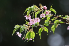 河津桜