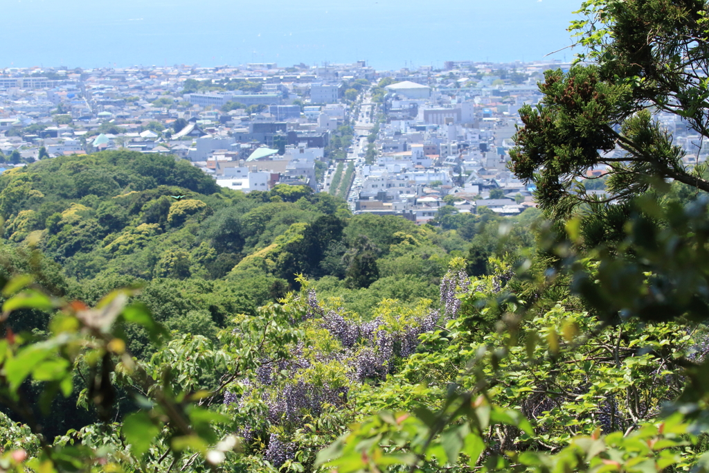 若宮大路と藤の花