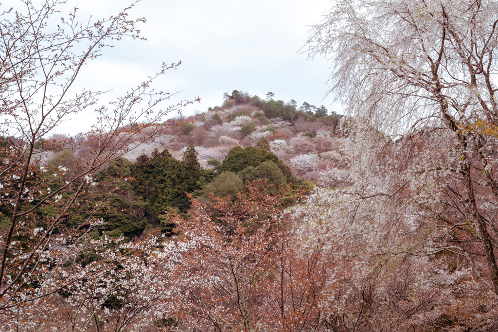 桜満山