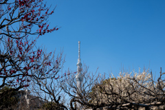 紅白梅とスカイツリー