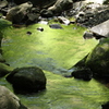 Greeeen